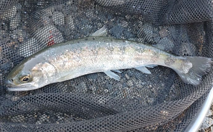 渓流魚をむやみに大量キープしない方が良い理由　学ぶべきルールとモラルとは？