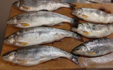 渓流魚をむやみに大量キープしない方が良い理由 学ぶべきルールとモラルとは?