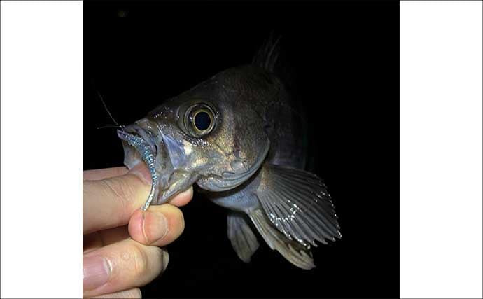 春のメバリング3大パターン攻略 【プランクトン・ベイトフィッシュ・バチ抜け】を解説