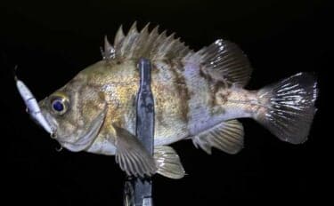 春のメバリング3大パターン攻略 【プランクトン・ベイトフィッシュ・バチ抜け】を解説