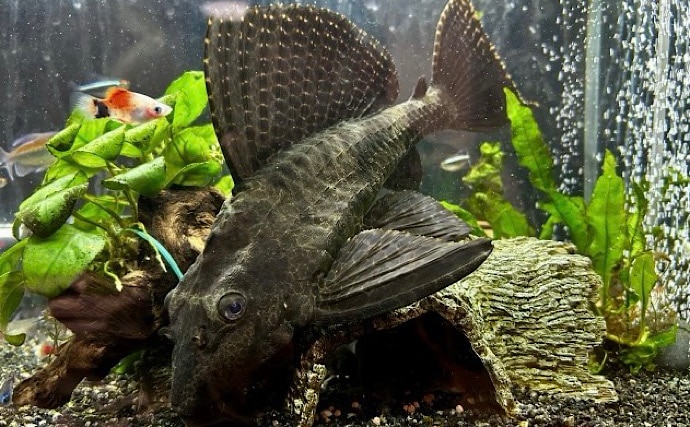 包丁よりも硬い石頭を持つサカナたち　調理法を選べば食味は抜群！