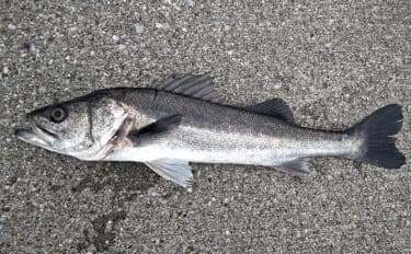 木更津港でサビキ&泳がせ二本立て釣行【千葉】アジ10尾とスズキ70cmを確保!