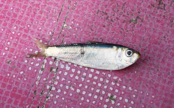 東京湾シーバスジギング船で60cm頭に3尾キャッチ【つり幸】赤金がアタリカラー