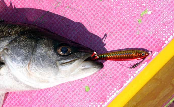 東京湾シーバスジギング船で60cm頭に3尾キャッチ【つり幸】赤金がアタリカラー