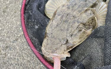 陸っぱりルアーマゴチゲームで本命連発!【木曽川河口】バス用ワームに好反応