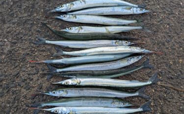 泉大津エリアのサヨリ釣りで14匹確保!【大阪】渋い時間帯はライトソルトゲームでサバ連発