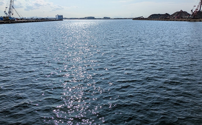 泉大津エリアのサヨリ釣りで14匹確保！【大阪】渋い時間帯はライトソルトゲームでサバ連発