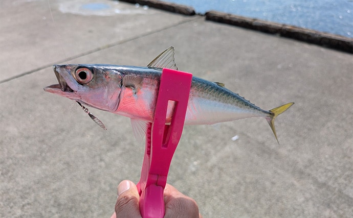 泉大津エリアのサヨリ釣りで14匹確保！【大阪】渋い時間帯はライトソルトゲームでサバ連発