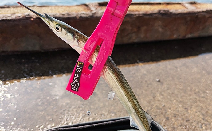 泉大津エリアのサヨリ釣りで14匹確保！【大阪】渋い時間帯はライトソルトゲームでサバ連発