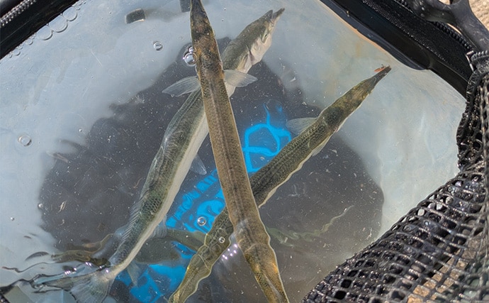 泉大津エリアのサヨリ釣りで14匹確保！【大阪】渋い時間帯はライトソルトゲームでサバ連発