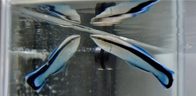 熱帯魚のホンソメワケベラは、鏡に映る自分を認識できる。全長は10cmほどで、日本でも見ることができる