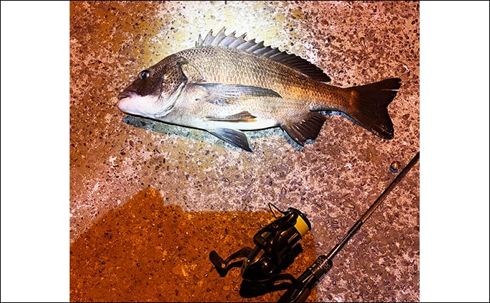 チヌ（クロダイ）狙いのルアーフィッシング「チニング」と「ライトブリーム」は何が違う？