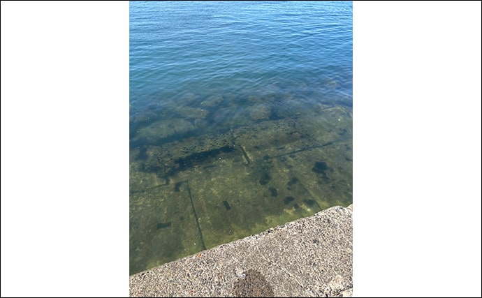 チヌ（クロダイ）狙いのルアーフィッシング「チニング」と「ライトブリーム」は何が違う？