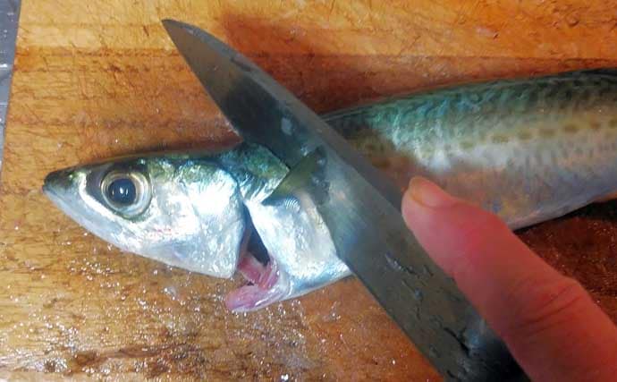 釣った魚で作る「超あっさり」レシピ：ゴマサバの薄塩　少し干すのがコツ