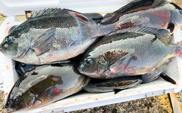 「クロ（メジナ）が入れ食い！」磯フカセ釣りで良型乱舞【大分・蒲江の磯】