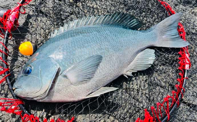 「クロ（メジナ）が入れ食い！」磯フカセ釣りで良型乱舞【大分・蒲江の磯】