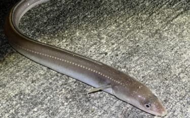 標準和名と属するグループ名があべこべなサカナたち　国際ルールに合わせた結果？