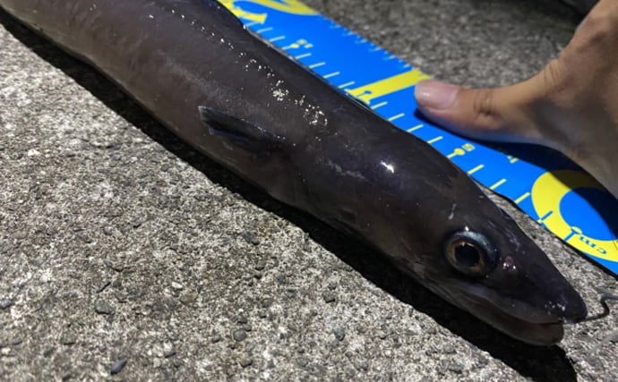 標準和名と属するグループ名があべこべなサカナたち　国際ルールに合わせた結果？