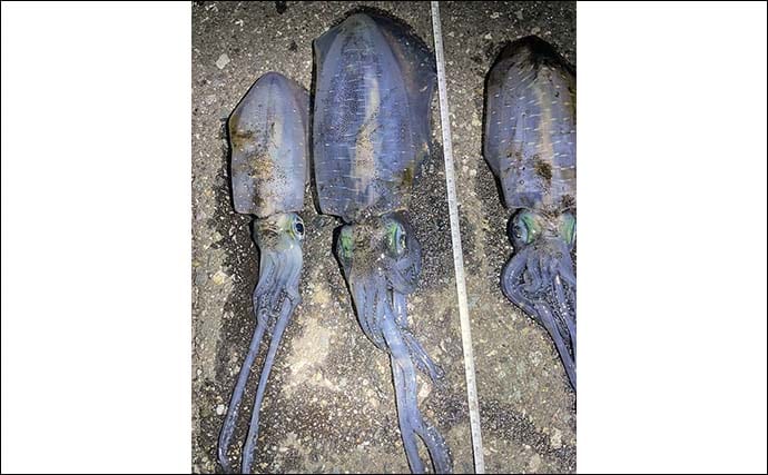 越前海岸の陸っぱりエギングで良型アオリイカ連発！【福井】胴長20cm超え含む2人で8匹の好釣果