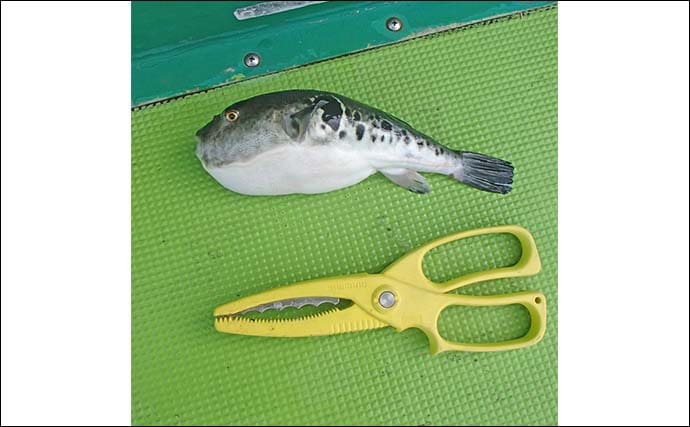 東京湾トラフグ釣りに初挑戦【千葉・吉野屋】カットウ仕掛けで本命キャッチ成功！