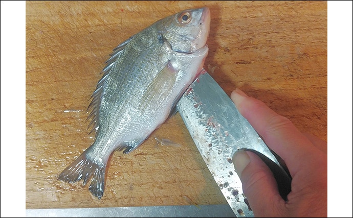 釣れた若魚で作るレシピ:シバチンの吸い物 傷ついた個体を美味しくいただこう