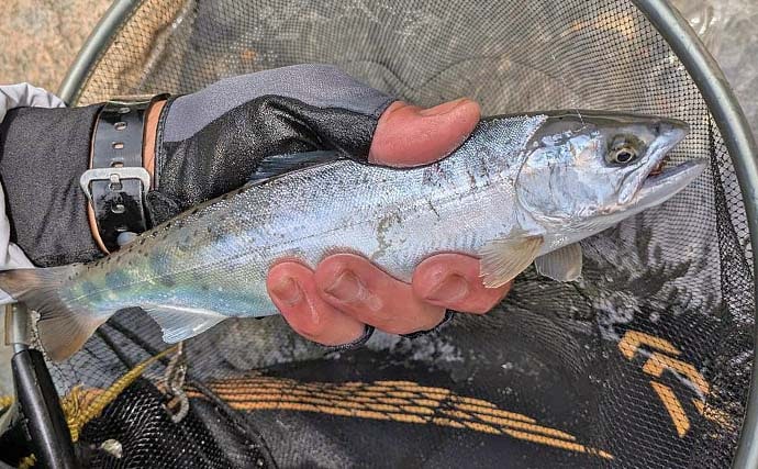 「美形ヤマメに大型イワナも魅力！」高原川で楽しむ本流渓流釣り場ガイド【岐阜】