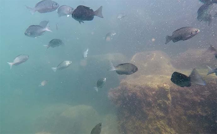 家族4人で楽しむ仁科漁港のサビキ釣り旅行【静岡】小メジナやベラが次々ヒット!