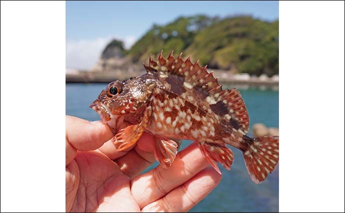 家族4人で楽しむ仁科漁港のサビキ釣り旅行【静岡】小メジナやベラが次々ヒット!