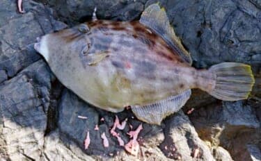 磯釣り初体験の友人をアテンド　フカセ釣りで30cm超えカワハギをキャッチ