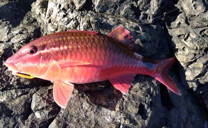 磯釣り初体験の友人をアテンド　フカセ釣りで30cm超えカワハギをキャッチ