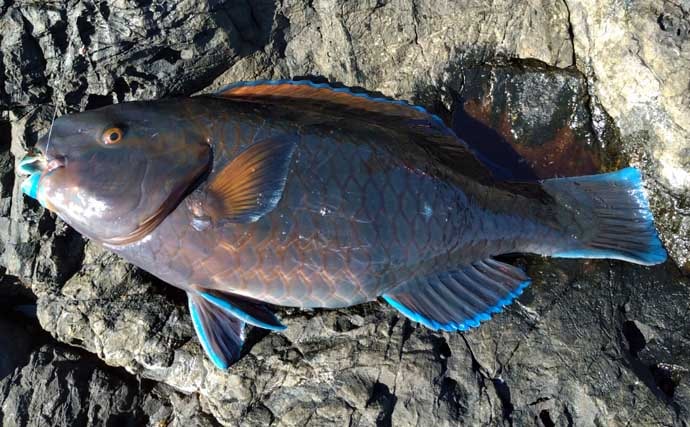 磯釣り初体験の友人をアテンド　フカセ釣りで30cm超えカワハギをキャッチ