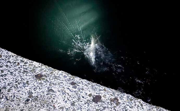クロダイとのやり取りのコツとタモ入れの手順を解説 　魚が落ち着いてからタモ入れを！