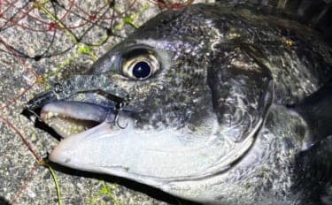 クロダイとのやり取りのコツとタモ入れの手順を解説 魚が落ち着いてからタモ入れを!