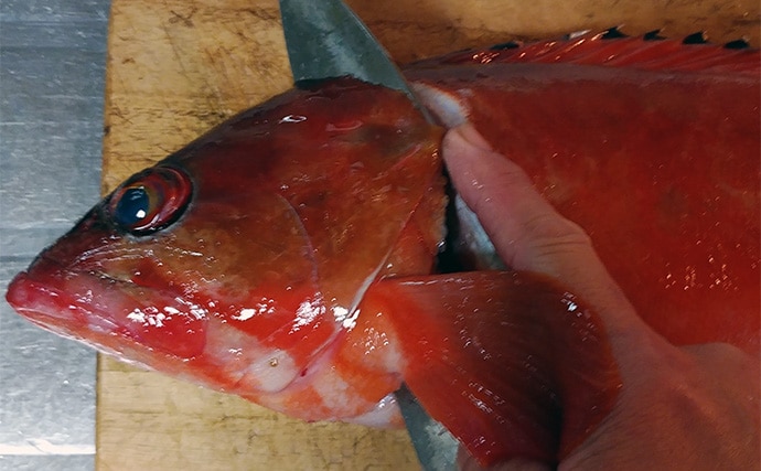 釣った魚で作る「旨みそのまま」レシピ：アカハタの薄塩　シンプルだけど絶品