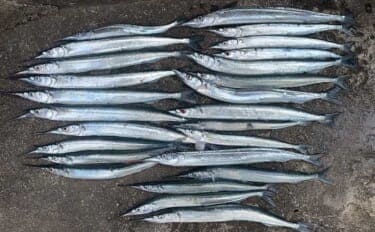 「タナ攻略はガン玉が決め手！」サヨリ釣りで25尾キャッチ【茨城・鹿島港魚釣園】