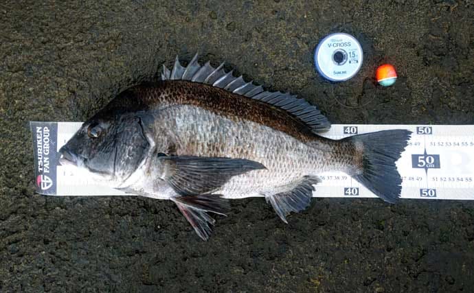 ウキフカセ釣りで本命クロダイ最大48cm頭に11尾手中【富浦・南ケイセン】磯際攻略が的中