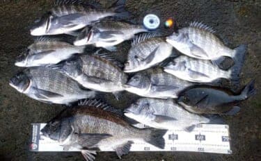 ウキフカセ釣りで本命クロダイ最大48cm頭に11尾手中【富浦・南ケイセン】磯際攻略が的中