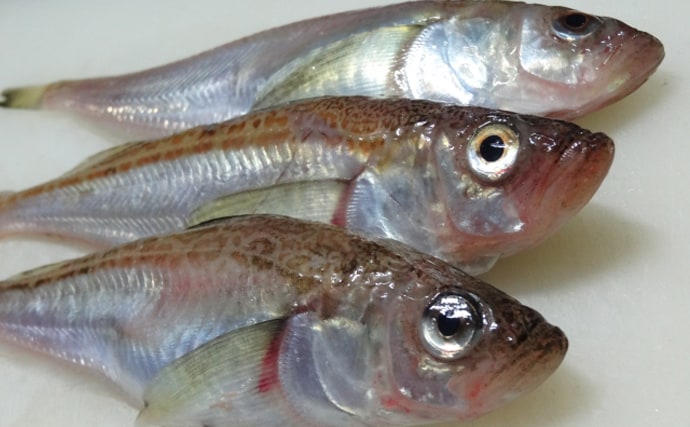 ナンプラーで知られる「魚醤」は実は世界各地に存在する　古代ローマでも作られていた？