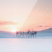 深雪の白田ライブ壁紙