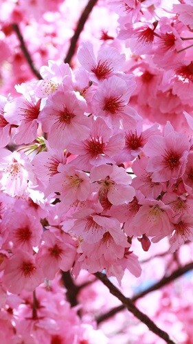 桜 ライブ壁紙