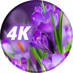 4Kの花の壁紙