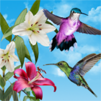 鳥ライブ壁紙