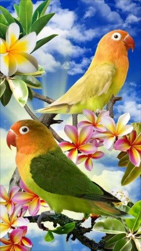 鳥ライブ壁紙
