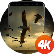 鳥の壁紙4K