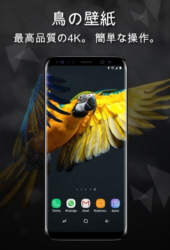 鳥の壁紙4K