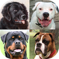 犬 - すべての一般的な犬の品種に関するクイズ