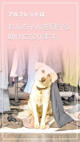 ペット、赤ちゃん 見守り遠隔監視カメラアプリ無料