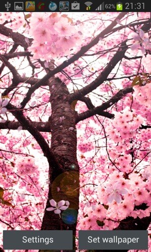 桜の花ライブ壁紙