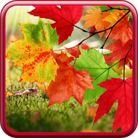 Autumn Live Wallpaper