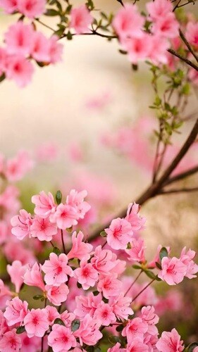 春の花ライブ壁紙